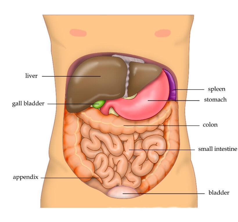Внутренние органы брюшной полости